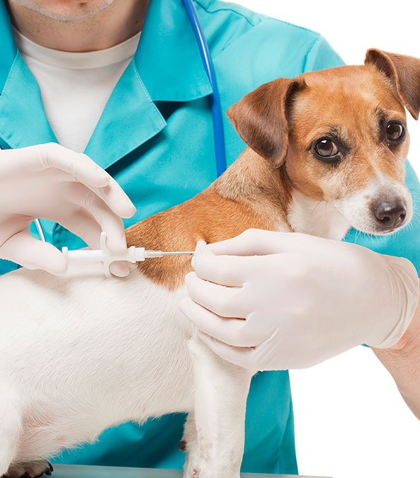 veterinarian giving a shot to a small dog